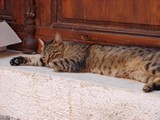 Greek Cat