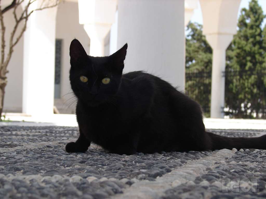 Black_Cat.jpg