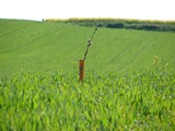 Cherry Twig In The Wheat